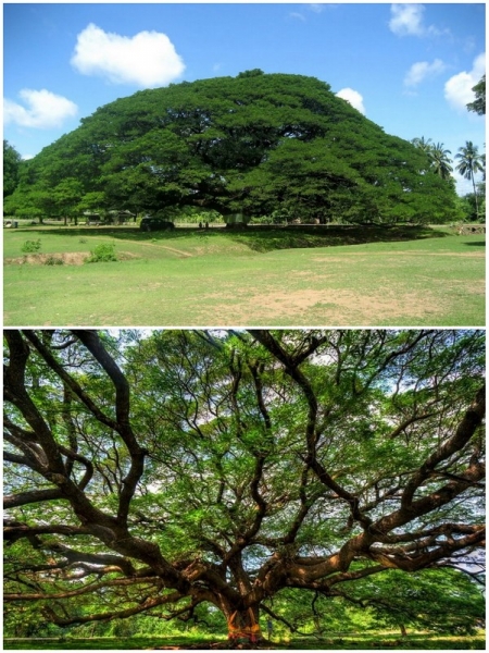 giant-tree
