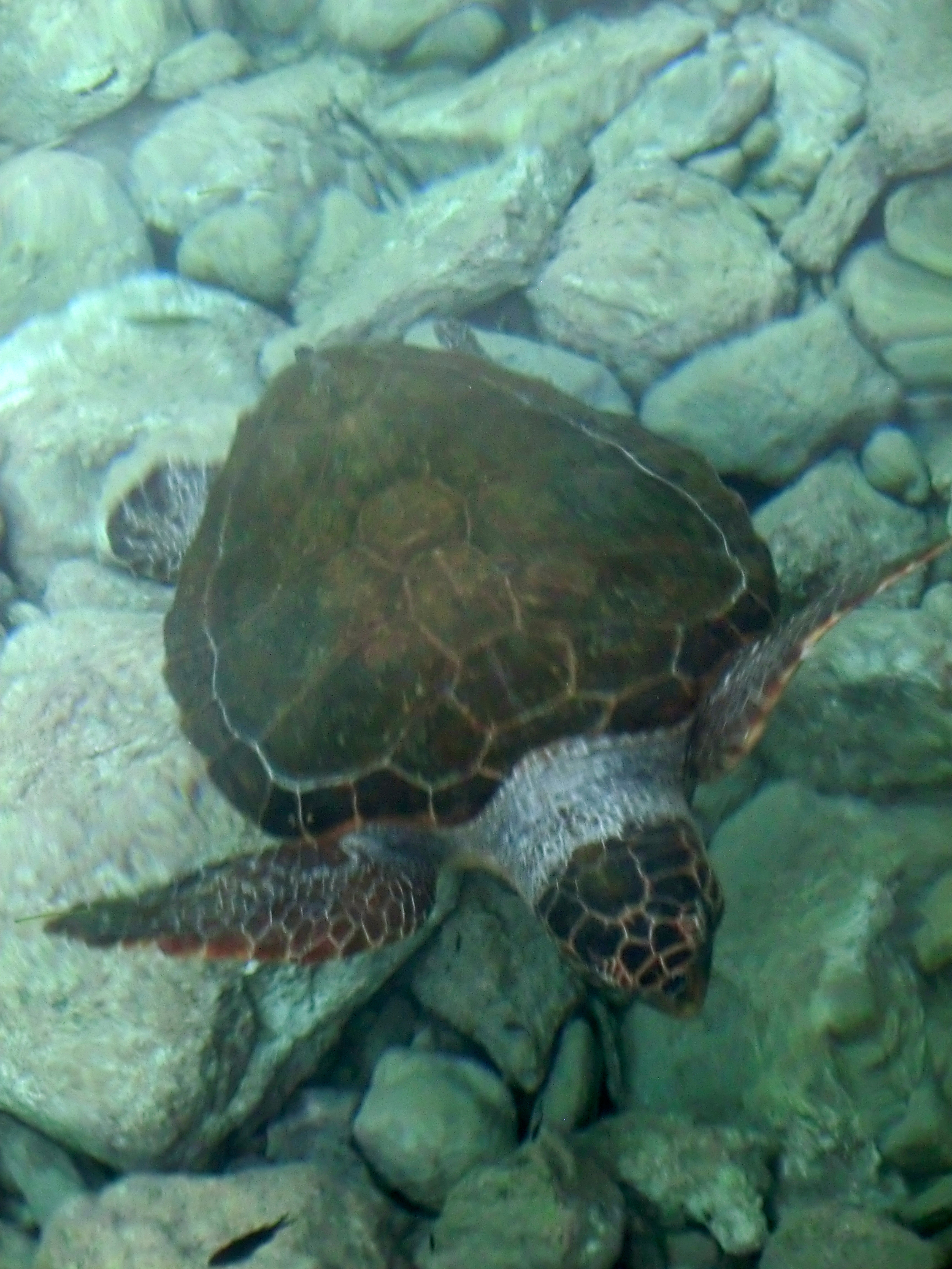Sea tortoise