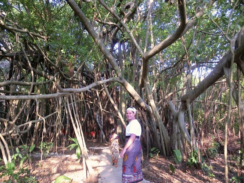 Mahatsinjo - L'arbre sacré