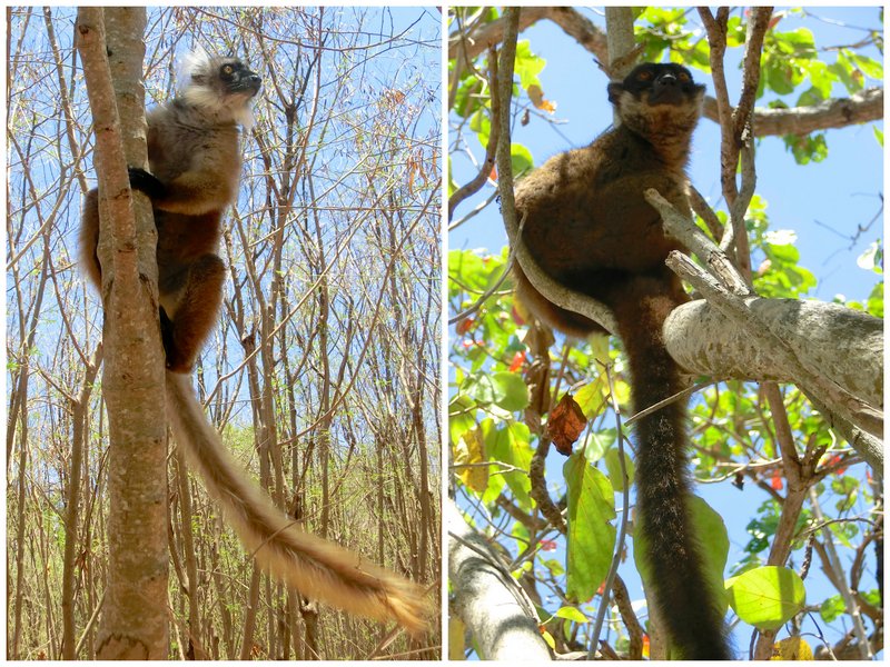 lemuri-nosy-tanikely