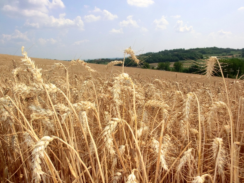 crop circle robella