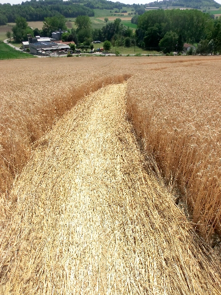 crop circle robella