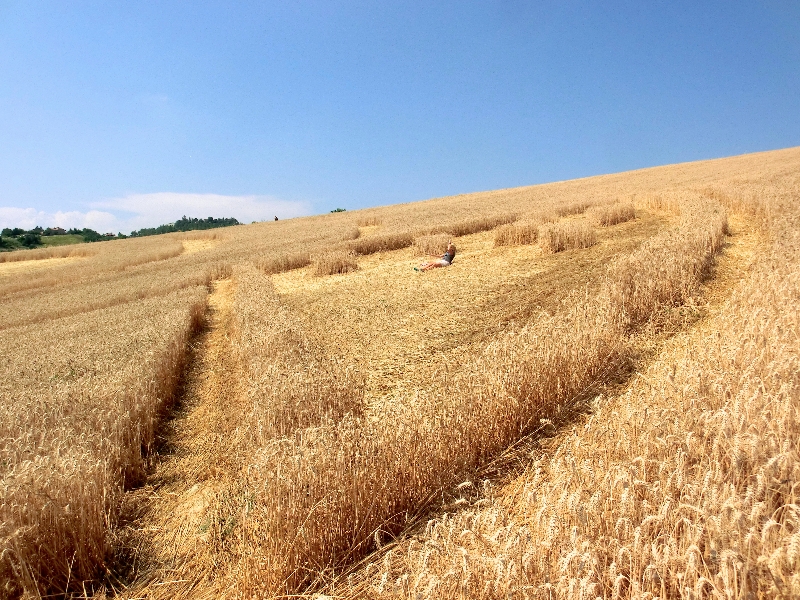 crop circle robella