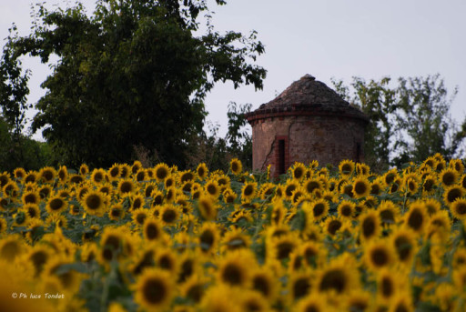 campo.girasoli