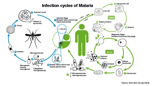 ciclo uomo zanzara malaria