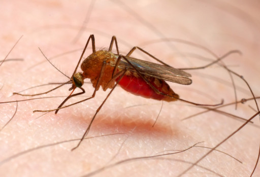 La zanzara anophele, il vettore responsabile della malaria