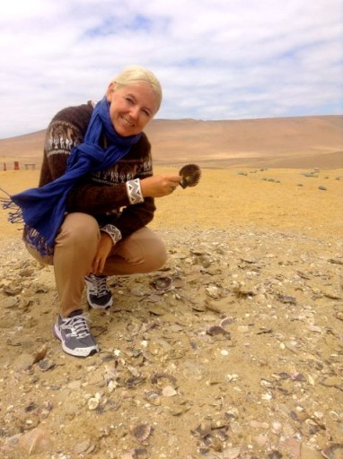 fossili paracas, conchiglie paracas