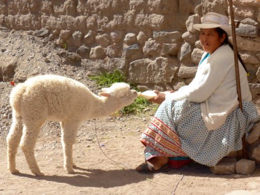 alpaca