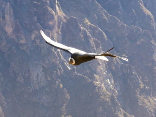 condor maschio, canyon colca, condor perù