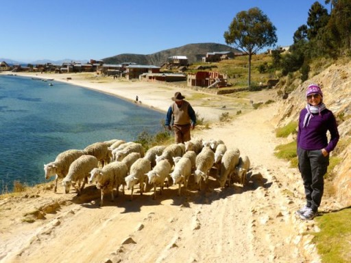 isla del sol, gregge bolivia