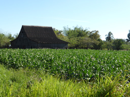 piantagione tabacco cuba