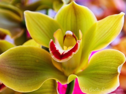 orchidea verde