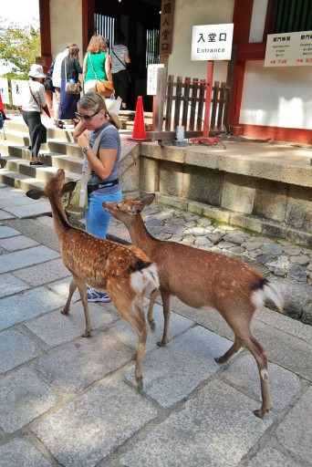 Daini a Nara