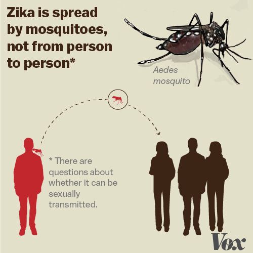 Zika virus come si trasmette