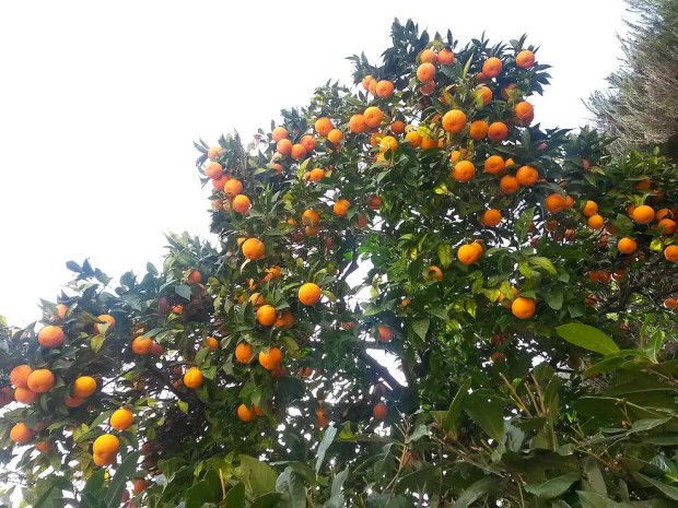 albero di arance
