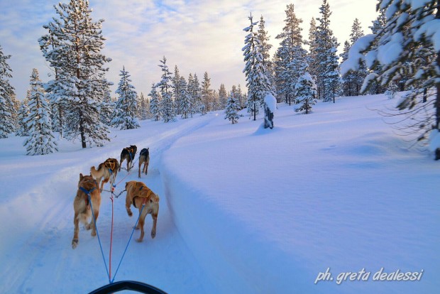 husky safari