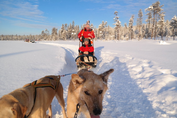 Dog sledding a Saariselka