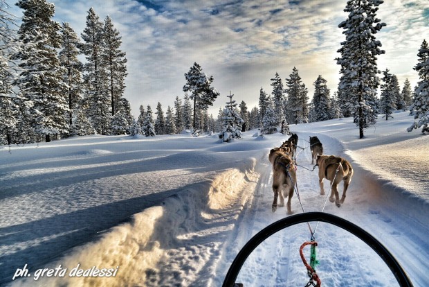 Dog sledding a Saariselka