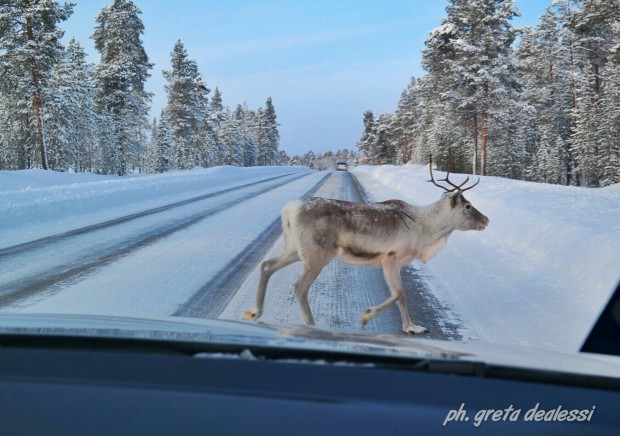 reindeer Ivalo