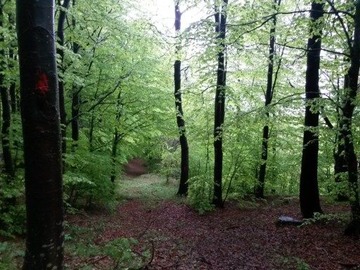 Con la pioggia primaverile e il freddo del mattino le fronde appaiono di un raro verde brillante e luminoso