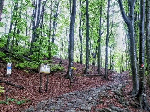 Un tratto perfettamente conservato della Flaminia Militare di oltre 2mila anni fa