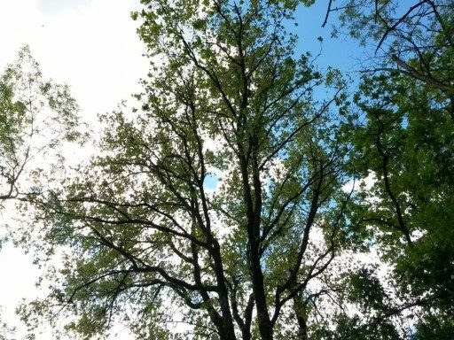 Tanto verde intorno nei passaggi boschivi e la voglia di cercare il cielo tra le fronde fitte in primavera