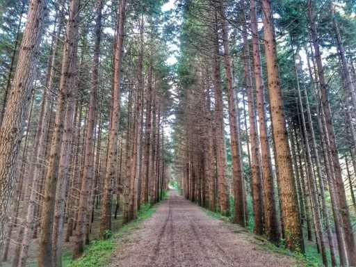 Dal Monte Senario si scende verso Fiesole attraverso un bellissimo parco boscoso