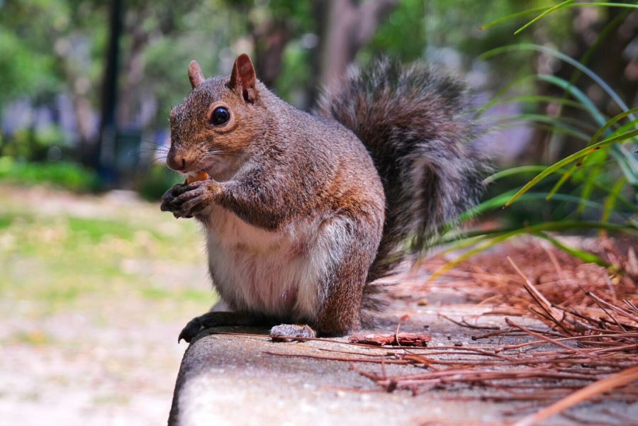 Mobile Alabama