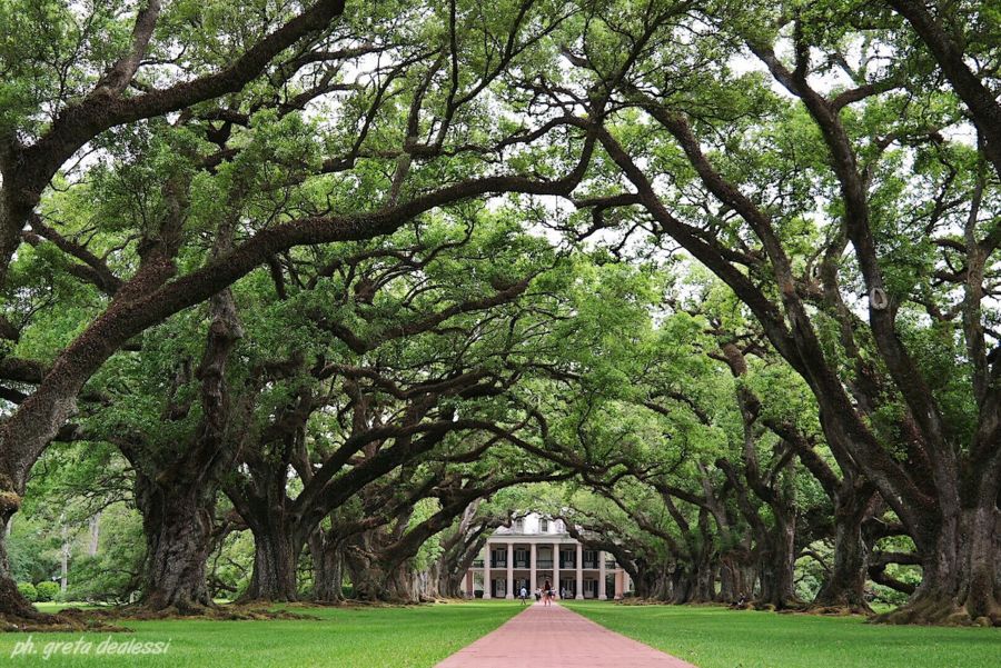 Oak Alley