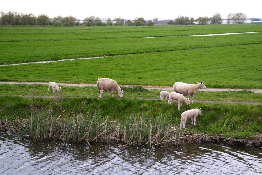 canali in Olanda