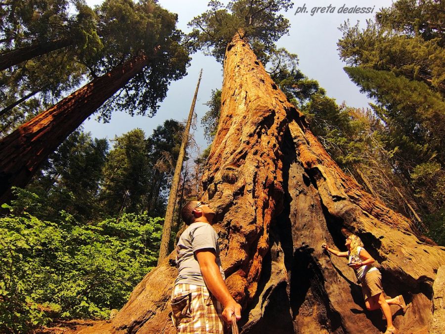 giant sequoia