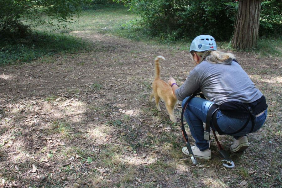 percorso sugli alberi