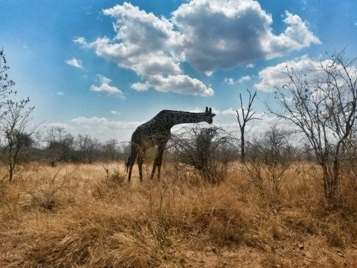 Ho fatto un Safari selvaggio e insolito al Ruaha National Park