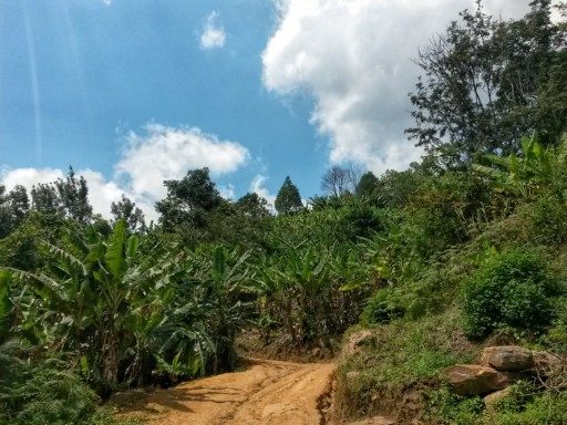 Trekking sulla catena degli Uluguru attraverso la foresta pluviale