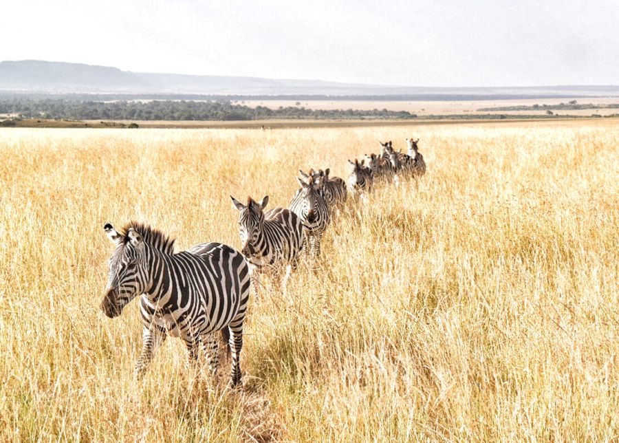 Masai Mara