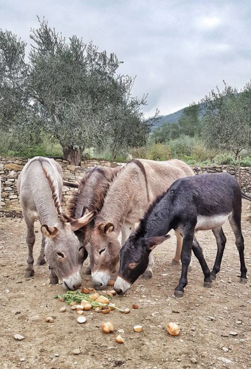 Agriturismo Ca' Sottane