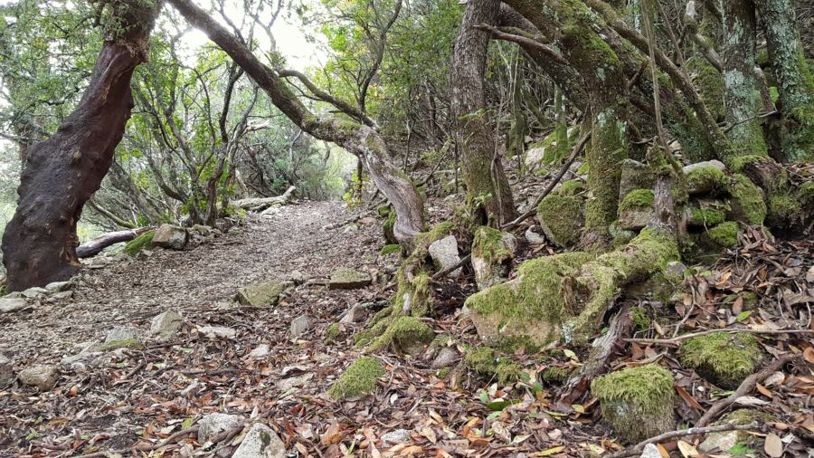 Foresta Demaniale del Monte Limbara Sud