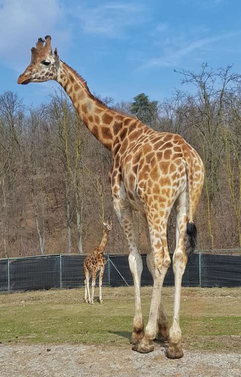 Safari Park Pombia