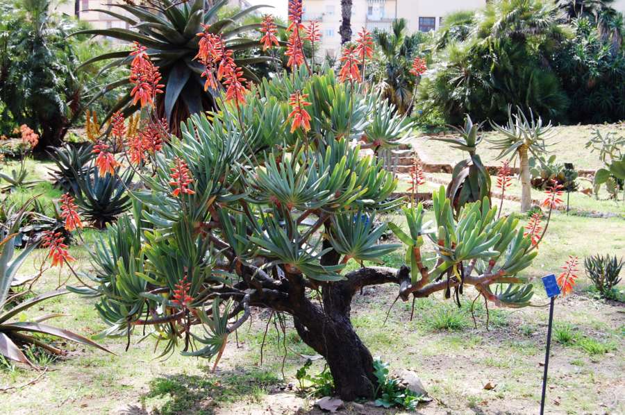 Orto Botanico Palermo