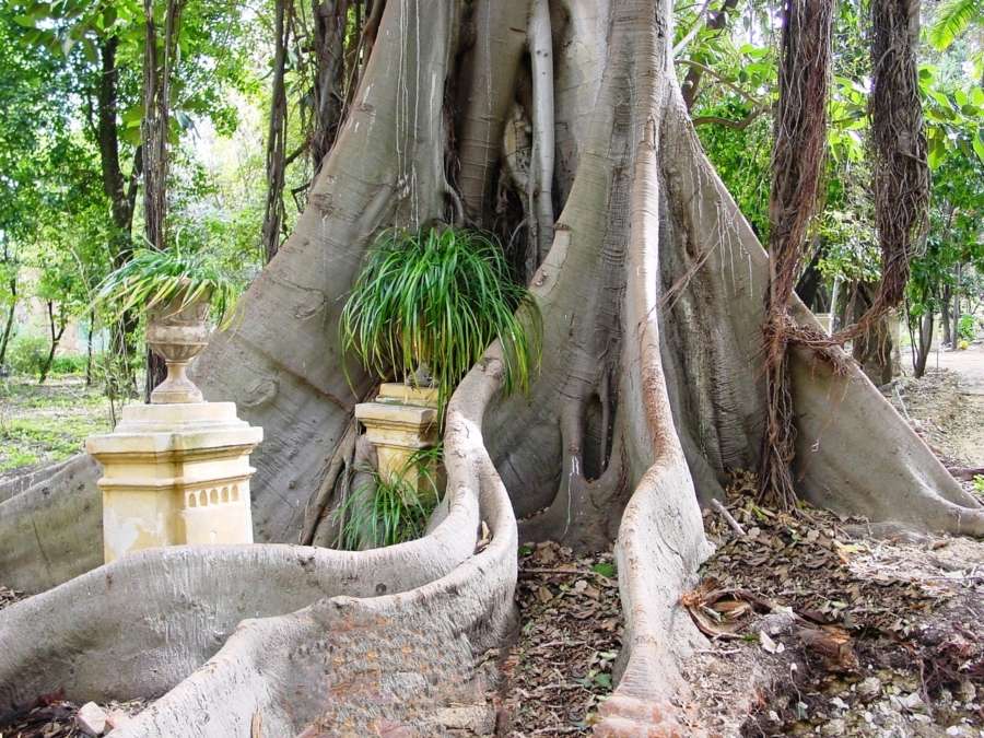 Orto Botanico Palermo