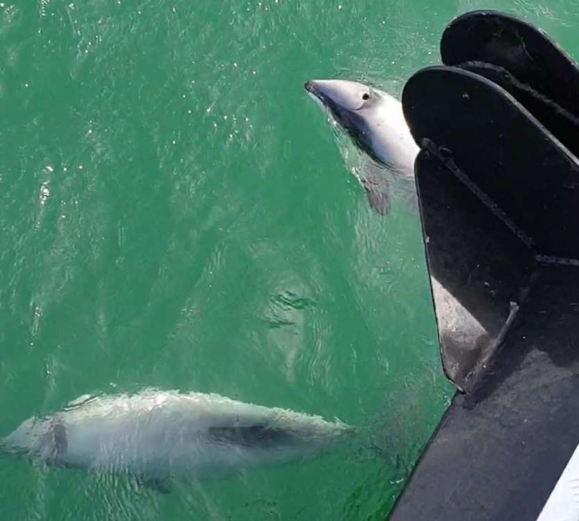 Dolphins New Zealand