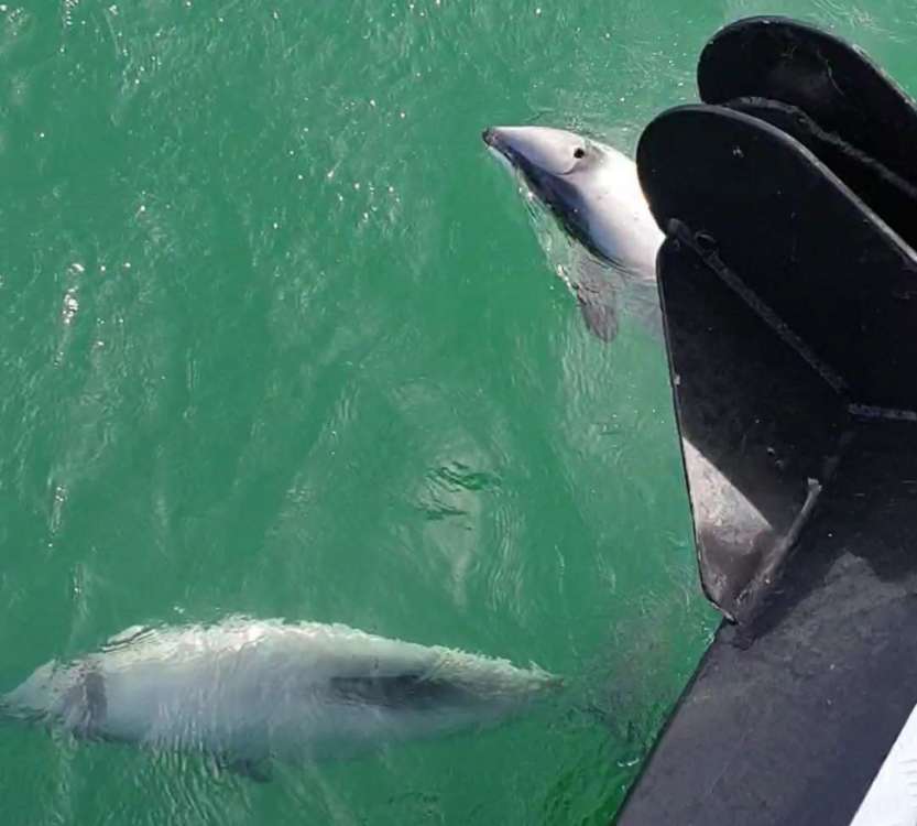 Hector's dolphins