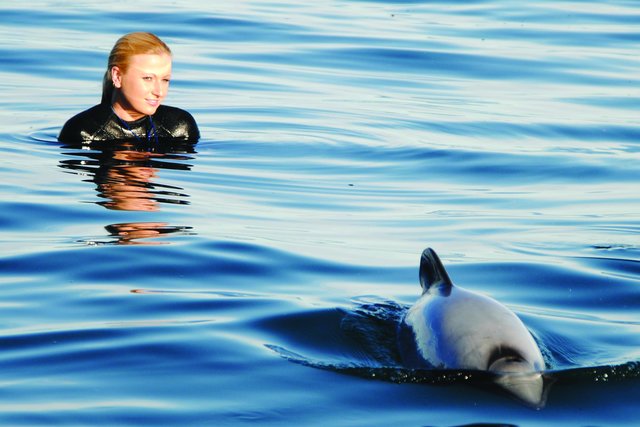 dolphins New Zealand