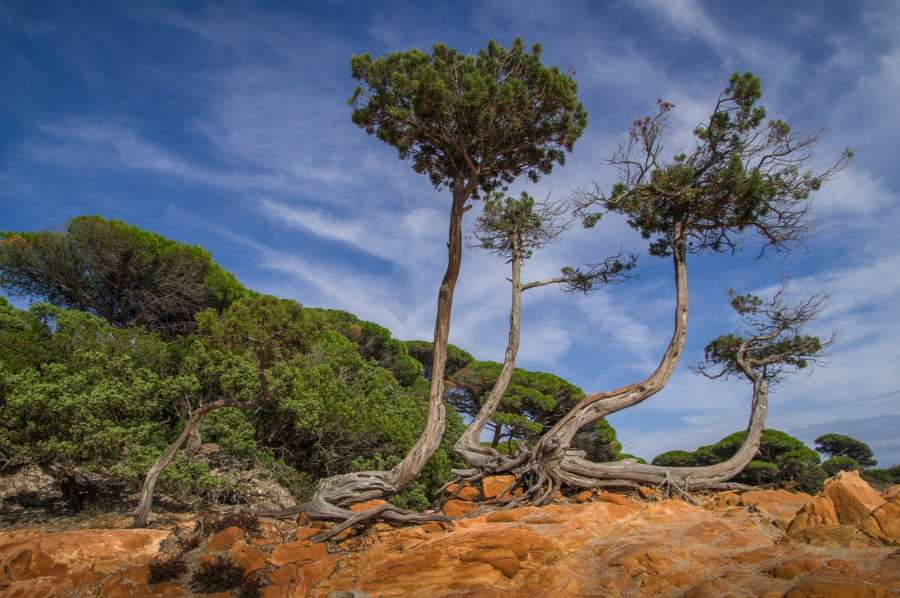 Corsica