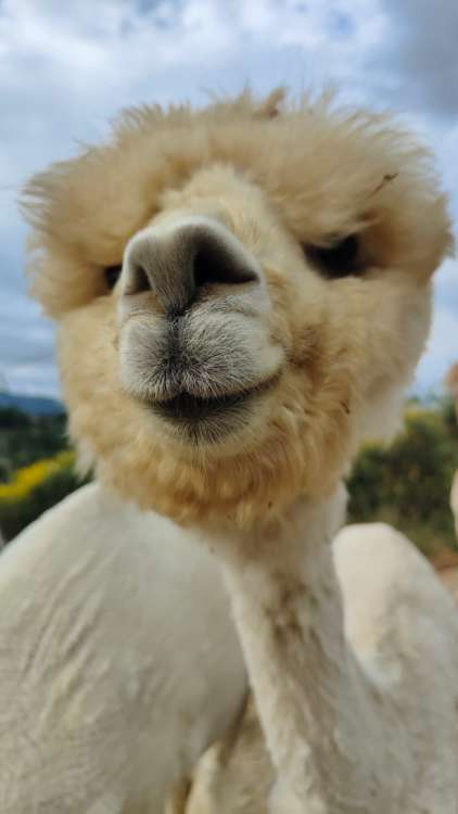 Alpaca Antico Feudo