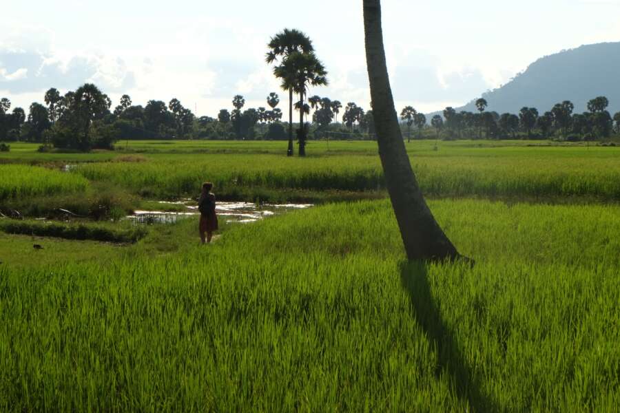 Piantagioni di pepe a Kampot